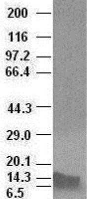 Western Blot: BMP-4 Antibody (OTI6B7)Azide and BSA Free [NBP2-70256]