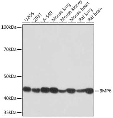 Western Blot: BMP-6 Antibody (6N5S9) [NBP3-16430]