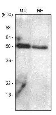 Western Blot: BMP-7 Antibody (4E7)BSA Free [NBP1-04259]