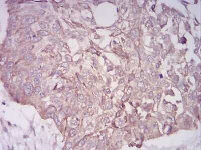 Immunohistochemistry-Paraffin: BMP-7 Antibody (6E5D12) - BSA Free [NBP2-52425]