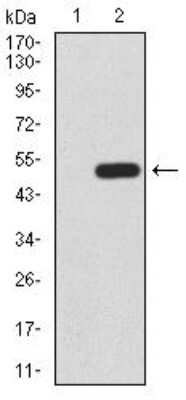 Western Blot: BMP-7 Antibody (6E5D12)BSA Free [NBP2-52425]