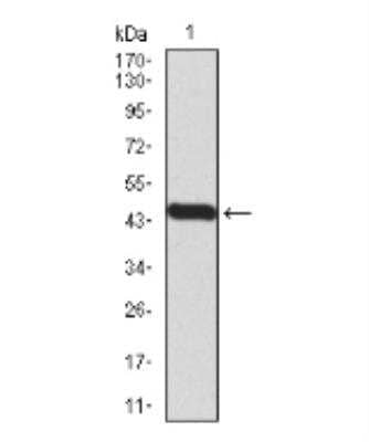 Western Blot: BMP-7 Antibody (6E5D12)BSA Free [NBP2-52425]