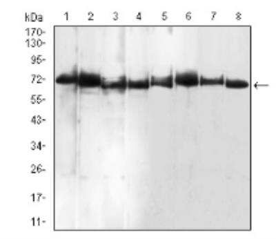 Western Blot: BMP-7 Antibody (6E5D12)BSA Free [NBP2-52425]