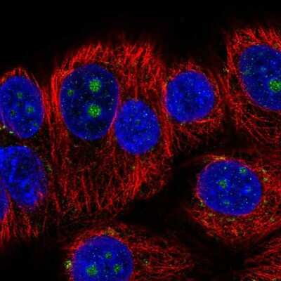 Immunocytochemistry/ Immunofluorescence: BMP-7 Antibody [NBP2-55566]