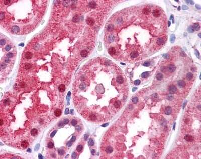 Immunohistochemistry-Paraffin: BMP-7 Antibody [NBP1-69126]