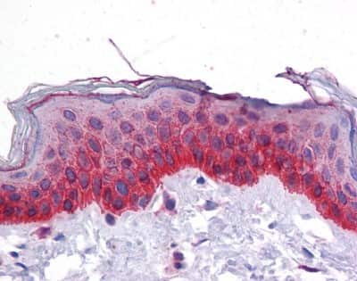 Immunohistochemistry-Paraffin: BMP-7 Antibody [NBP1-69126]