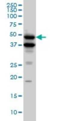 Western Blot: BMP-7 Antibody (M1-F8) [H00000655-M01]