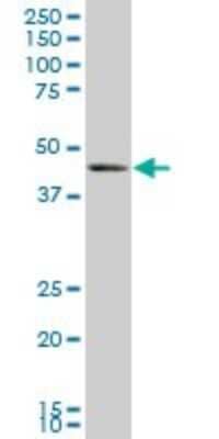 Western Blot: BMP-7 Antibody (M1-F8) [H00000655-M01]