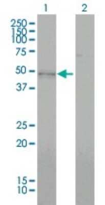 Western Blot: BMP-7 Antibody (M1-F8) [H00000655-M01]