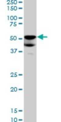 Western Blot: BMP-7 Antibody (S52) [H00000655-M03]