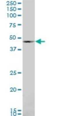 Western Blot: BMP-7 Antibody (S52) [H00000655-M03]