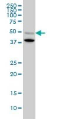 Western Blot: BMP-7 Antibody (S52) [H00000655-M03]