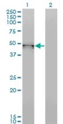 Western Blot: BMP-7 Antibody (S52) [H00000655-M03]