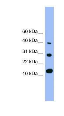 Western Blot: BMP-7 Antibody [NBP1-69126]