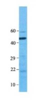 Western Blot: BMP-7 Antibody [NBP1-69126]