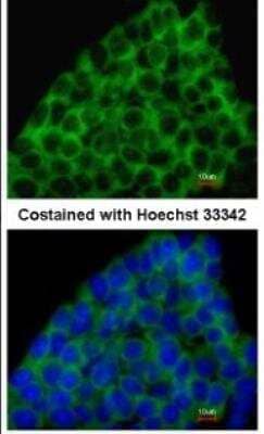 Immunocytochemistry/ Immunofluorescence: BMP-8a Antibody [NBP1-31168]