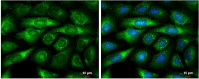 Immunocytochemistry/ Immunofluorescence: BMP-8a Antibody [NBP1-31168]