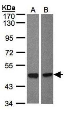 Western Blot: BMP-8a Antibody [NBP1-31168]