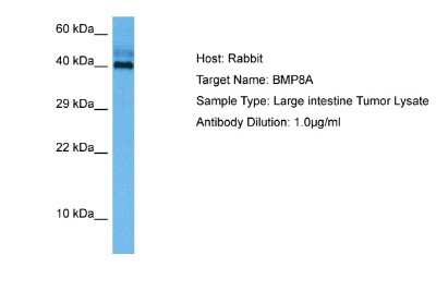 Western Blot: BMP-8a Antibody [NBP2-83951]