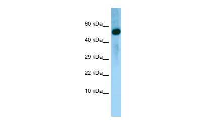 Western Blot: BMP-8a Antibody [NBP2-83952]