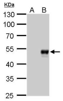 Western Blot: BMP-8b Antibody (1017) [NBP2-43677]