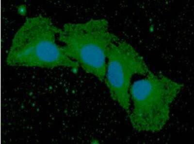 Immunocytochemistry/ Immunofluorescence: BMP-8b Antibody (13E6) - BSA Free [NBP2-42693]