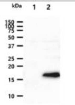 Western Blot: BMP-8b Antibody (13E6)BSA Free [NBP2-42693]