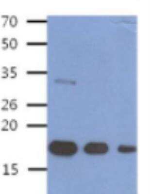 Western Blot: BMP-8b Antibody (13E6)BSA Free [NBP2-42693]