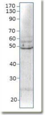 Western Blot: BMP-8b Antibody [NB300-698]