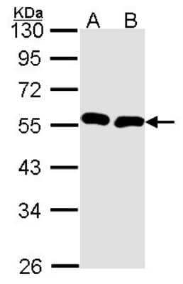 Western Blot: BMP-9 Antibody [NBP1-31151]