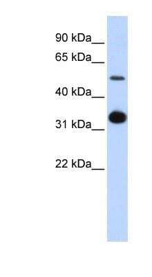 Western Blot: BMP-9 Antibody [NBP1-59308]