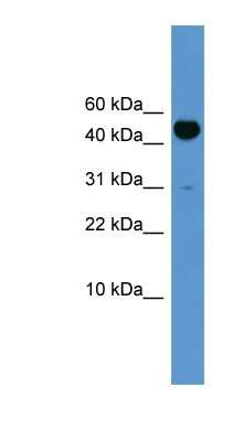 Western Blot: BMP-10 Antibody [NBP1-69112]