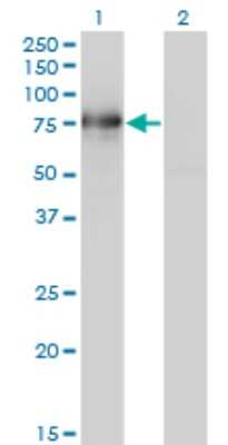 Western Blot: BMP2K Antibody (1F11) [H00055589-M02]