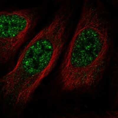 Immunocytochemistry/ Immunofluorescence: BMP2K Antibody [NBP1-88602]
