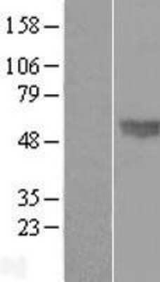 Western Blot: BMP-4 Overexpression Lysate [NBL1-08003]