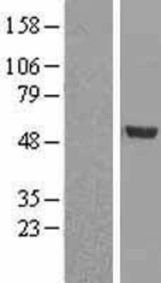 Western Blot: BMP-9 Overexpression Lysate [NBL1-11025]