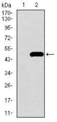 Western Blot: BMPR-IA/ALK-3 Antibody (4B7B2)BSA Free [NBP2-37421]