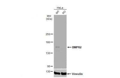 Western Blot: BMPR-II Antibody [NBP1-32218]