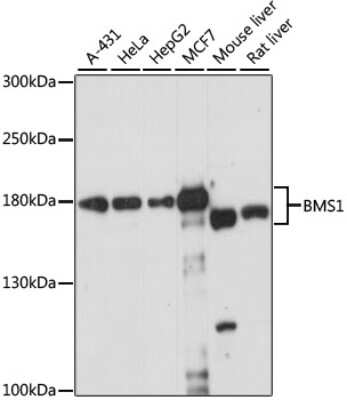 Western Blot: BMS1 AntibodyAzide and BSA Free [NBP2-92629]