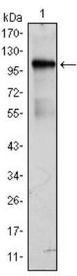 Western Blot: BMX Antibody (1C6)BSA Free [NBP1-47489]