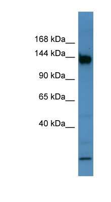 Western Blot: BNC1 Antibody [NBP1-68996]