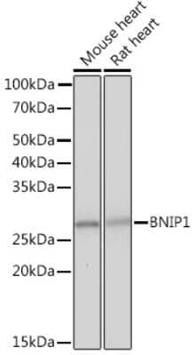 Western Blot: BNIP1 Antibody (10K6T9) [NBP3-16403]