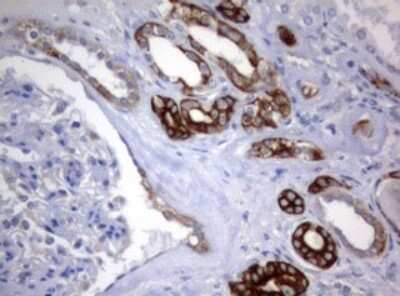 Immunohistochemistry: BNIP1 Antibody (OTI2B3) [NBP2-46580]