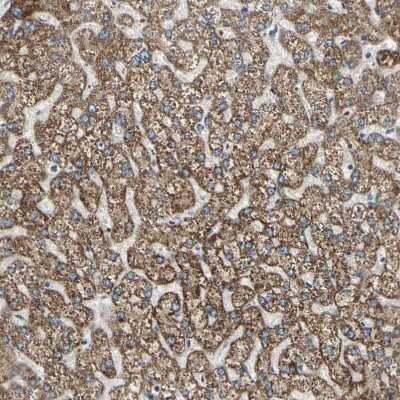 Immunohistochemistry-Paraffin: BNIP1 Antibody [NBP1-82567]