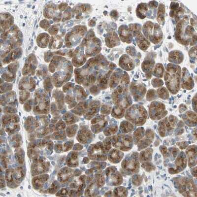 Immunohistochemistry-Paraffin: BNIP1 Antibody [NBP1-82567]