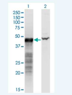 Western Blot: BNIP2 Antibody (8C6) [H00000663-M02-100ug]