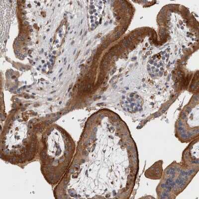 Immunohistochemistry-Paraffin: BNIP2 Antibody [NBP1-88559]