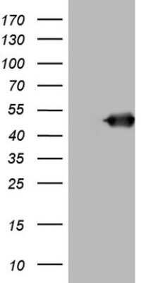 Western Blot: BNIP2 Antibody (OTI1C12)Azide and BSA Free [NBP2-70258]