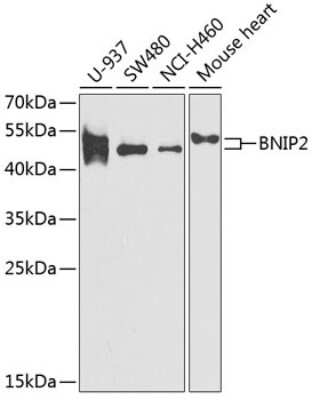 Western Blot: BNIP2 AntibodyBSA Free [NBP2-92660]