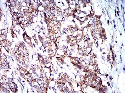 Immunohistochemistry-Paraffin: BNIP3 Antibody (6A5F7) - BSA Free [NBP2-61715]